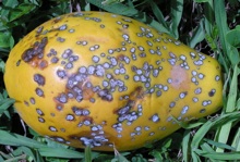 Black spot fungus of papaya